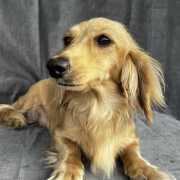 Abilene - Dachshund