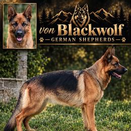 Easy - German Shepherd