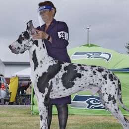 Drogo  - Great Dane