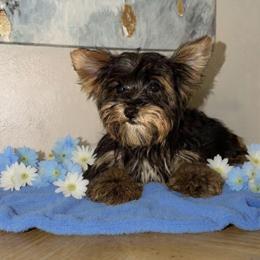 Luke - Black and tan male Yorkshire Terrier puppy in Orlando, Florida from Everyonelovesyorkies