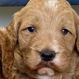 Boy 1 - Goldendoodle puppy in Morehead City, North Carolina from Shoreside Doodles