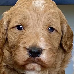 Boy 1 - Goldendoodle puppy in Morehead City, North Carolina from Shoreside Doodles