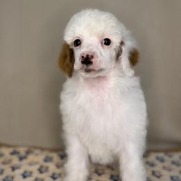 Dove - Parti female Poodle puppy in Stilwell, Oklahoma from LR&R Dog Co.