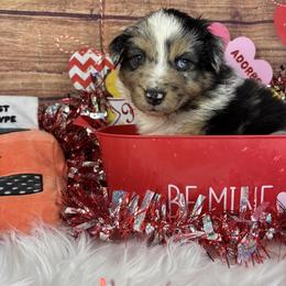 Haiku - Blue merle male Australian Shepherd puppy in Fredericksburg, Virginia from Cooper Ridge Aussies