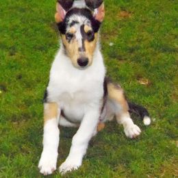 Collie Puppies from Thorndale Collies