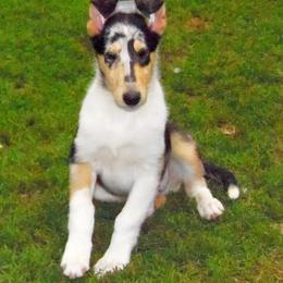 Collie Puppies from Thorndale Collies