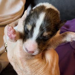 Merlin - Sable and white male Collie puppy in Malvern, Arkansas from Lost Acres Collies