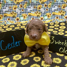 Cedar - Red  male Goldendoodle puppy in Macon County, North Carolina from Mountain Doodles