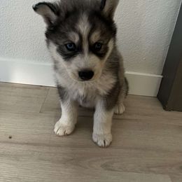 Siberian Husky puppies from Vitaliy's Siberian Huskies