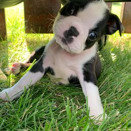 Boston Terrier Puppies from Bagosy's Boston Terriers 6