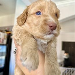 Magic - male Australian Mountain Doodle puppy in Miami, Florida from Jade’s Paws & Co. Of Miami LLC