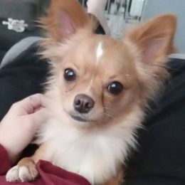 Hannah - Chihuahua