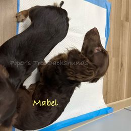 Dachshund Puppies from Piper’s Tree Dachshunds