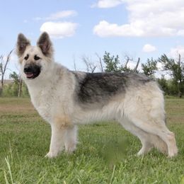 Sage - German Shepherd