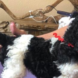 Poodles from Pebble Creek Kennels