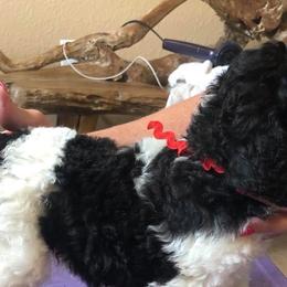 Poodles from Pebble Creek Kennels