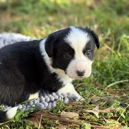 Jake - Black and white male Cardigan Welsh Corgi puppy in Washington, Arkansas from Foxy Knoll Farm