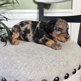 Sophie - Merle female Bernedoodle puppy in Holtwood, Pennsylvania from Country Ridge Puppies