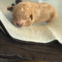 Sugar - Cream male Cavapoo puppy in Raytown, Missouri from Ginger Doodle Babies