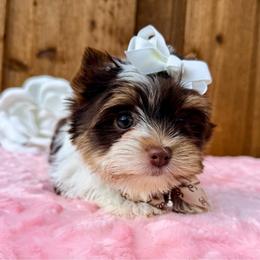 Fancy - Parti female Yorkshire Terrier puppy in Prosper, Texas from DaintyDawlz