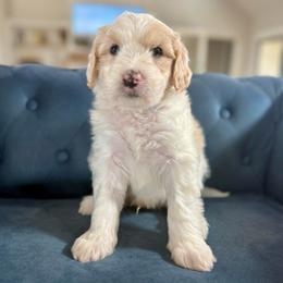 Blue Collar - Fawn and white male Sheepadoodle puppy in Indiahoma, Oklahoma from Farm Fresh Doodles