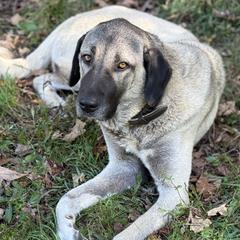 Kangals from Berecz Hollow Farm LLC