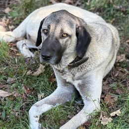 Kangals from Berecz Hollow Farm LLC
