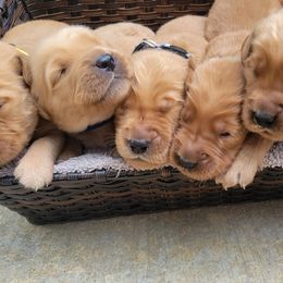 Boy 5 - Golden Golden Retriever puppy in Texas from Copperhead Creek Goldens