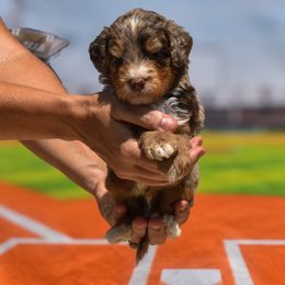 Dudley - Merle male Bernedoodle puppy in Lake Charles, Louisiana from Journey Doodles
