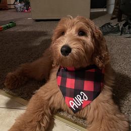 Aura - Goldendoodle