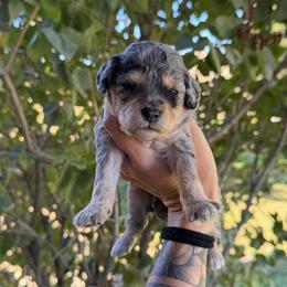 Tate - Merle male Goldendoodle puppy in Horseshoe Bend, Idaho from Over the Moon Poodles and Doodles