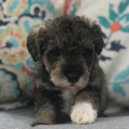 Goldendoodle, Schnoodle, and Sheepadoodle Puppies from Dood Ranch