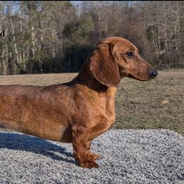 Tilly - Dachshund
