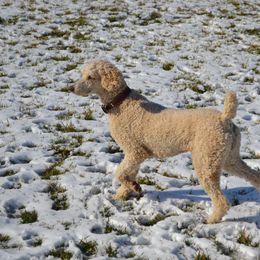 Poodles from Lilli Hollow Poodles