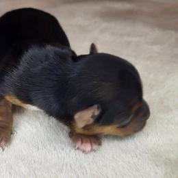 Standart Girl 1 - Blue and gold female Yorkshire Terrier puppy in Willow Grove, Pennsylvania from Willow Grove Yorkie