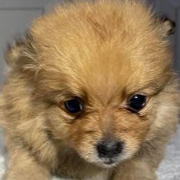 Pomeranians from O.C Pomeranian
