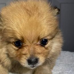 Pomeranians from O.C Pomeranian