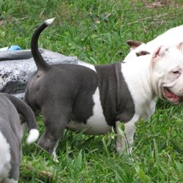 American Bully Puppies from Bolt Action Kennel