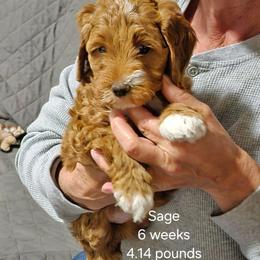 Pink collar Reba - Red  female Goldendoodle puppy in Fairmount, Indiana from Capens' Doodles,Poodles and Poo's