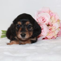 Holly - Black and tan female Dachshund puppy in Collins, Georgia from Liberty Longhair Dachshunds