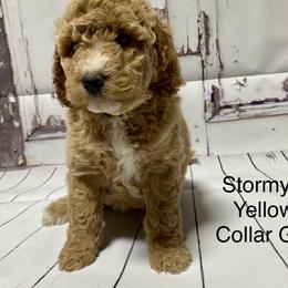 Bernedoodles and Goldendoodles from JP Southern Doodles