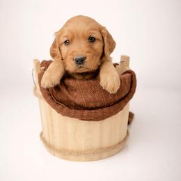Hersey - Dark golden male Golden Retriever puppy in Buhl, Idaho from Atkinson's Goldens
