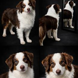 Rylee - Miniature American Shepherd