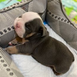 George - Blue tri-color male Bulldog puppy in Chico, California from The Wrinkle Connection