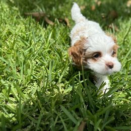 Cavapoo and Shihpoo Puppies from Haus of Doodles