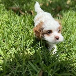 Cavapoo and Shihpoo Puppies from Haus of Doodles