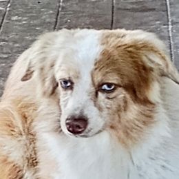 Rio - Toy Australian Shepherd