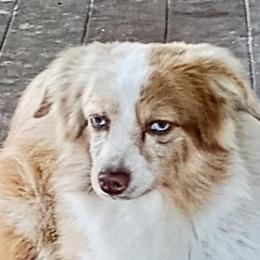 Rio - Toy Australian Shepherd