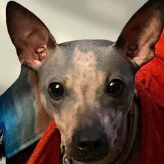 American Hairless Terrier and Chinese Crested All Grown Up from Gaffers