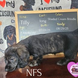 Liberty - Brindle female Dachshund puppy in Hoquiam, Washington from Heyd's Mini Dachshunds